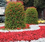 Kwitnące ozdoby miasta