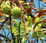 I znów zakwitły kasztany…