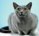 Pokaz kotów w Wodzisławiu Śląskim