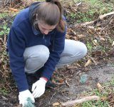 Posadzono 800 drzew na 800 lat Kobyli