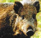 Setki dzików w Oborze. Miasto proponuje odstraszacze