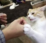 Koty na właścicieli czekają w domach tymczasowych