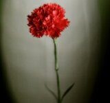 Dzień kobiet z książką w bibliotece