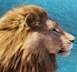 Finał konkursu wiedzy o „Opowieściach z Narnii”