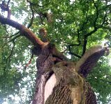 Pierwsi „potomkowie” wiekowego dębu ruszyli w Polskę