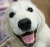 „Psia krew” w Raciborzu. Twój pies może stać się bohaterem!