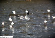 Wysoce zjadliwa grypa ptaków podtypu H5N8 znów w Polsce