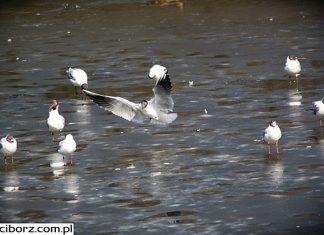 Wysoce zjadliwa grypa ptaków podtypu H5N8 znów w Polsce