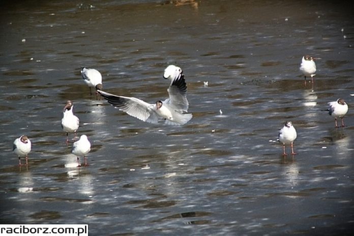 Wysoce zjadliwa grypa ptaków podtypu H5N8 znów w Polsce