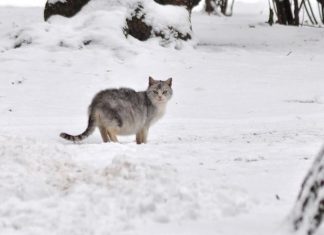 park im. miasta roth racibórz zima