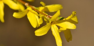 arboretum bramy morawskiej raciborz wiosna