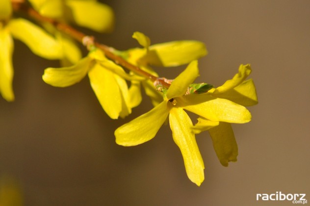 arboretum bramy morawskiej raciborz wiosna