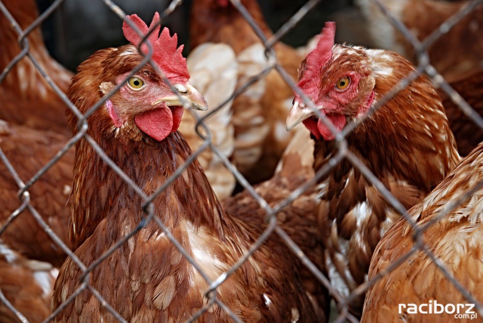 Grypa ptaków. Nowe rozporządzenie Ministerstwa Rolnictwa i Rozwoju Wsi