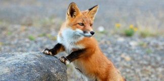 szczepienie lisow slaskie