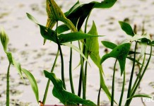 edd lezczok biblioteka