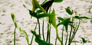 edd lezczok biblioteka