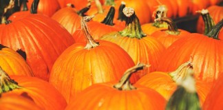 festiwal bani ruda kozielska 1