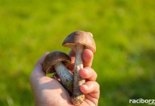 Policja Racibórz grzybobranie