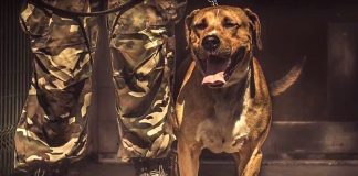 pies dran schronisko raciborz