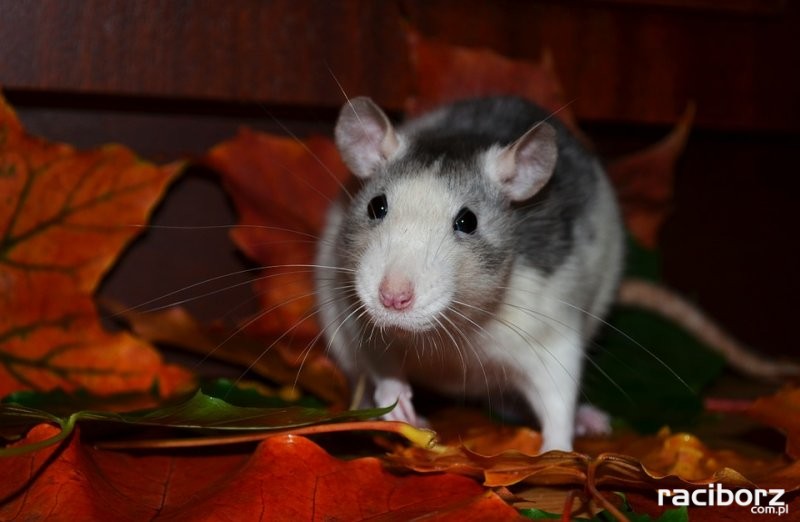 Jesienna akcja deratyzacji