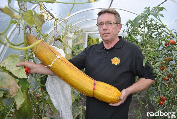 Raciborzanin Piotr Holewa i największe warzywa w kraju