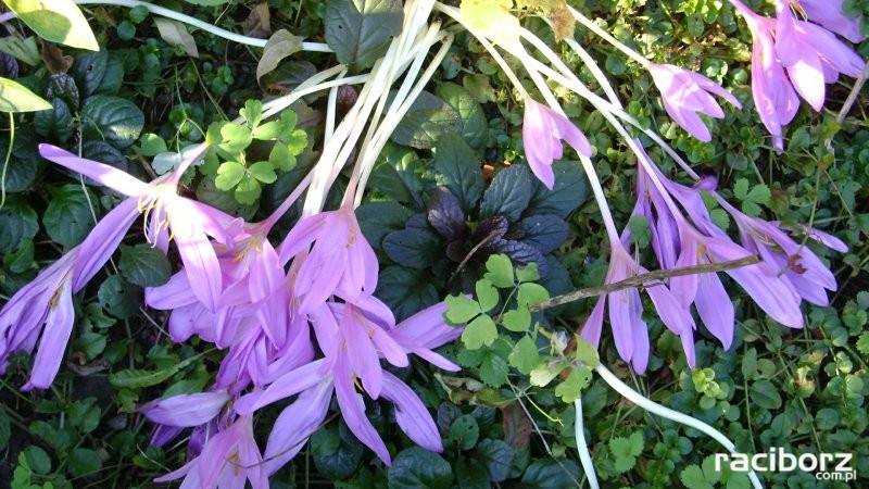 W Raciborzu jesienią zakwitły fiołki