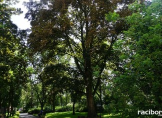 Kolejne nasadzenia drzew na 800-lecie praw miejskich Raciborza