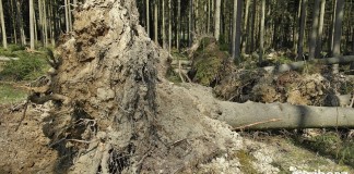 Poradnik dotyczący postępowania w czasie wichury