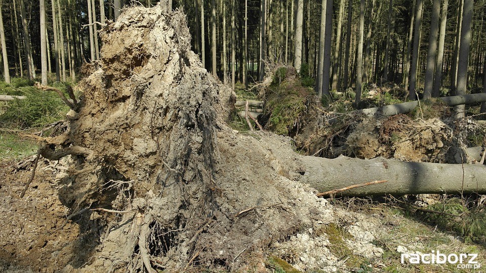 Poradnik dotyczący postępowania w czasie wichury