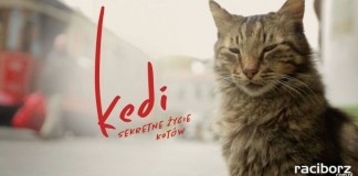 kedi sekretne zycie kotow