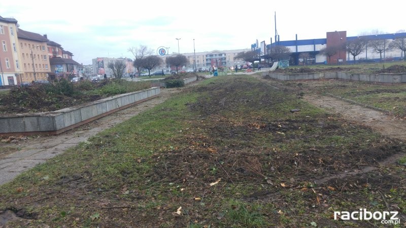 Wycięte drzewa na pl. Arki Bożka