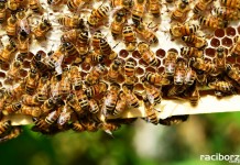 Szkolenie pszczelarskie w Tworkowie