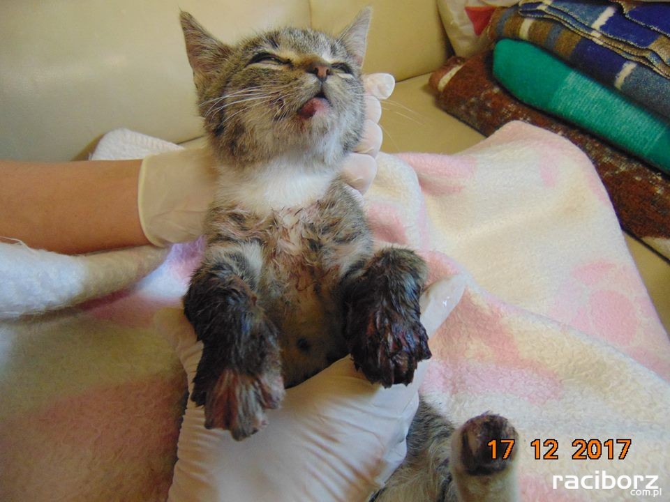 Racibórz: Policja szuka sprawcy znęcania się nad kotem