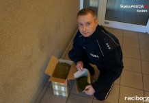 Narkotyki w Krowiarkach. 31-latek trafił do aresztu
