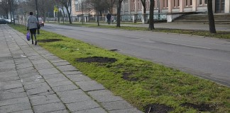 Aleja leszczyny tureckiej wzdłuż Słowackiego ginie na naszych oczach