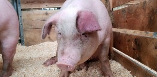 trzoda chlewna swinia rolnictwo