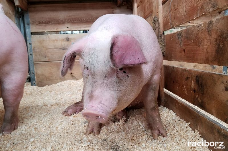 trzoda chlewna swinia rolnictwo