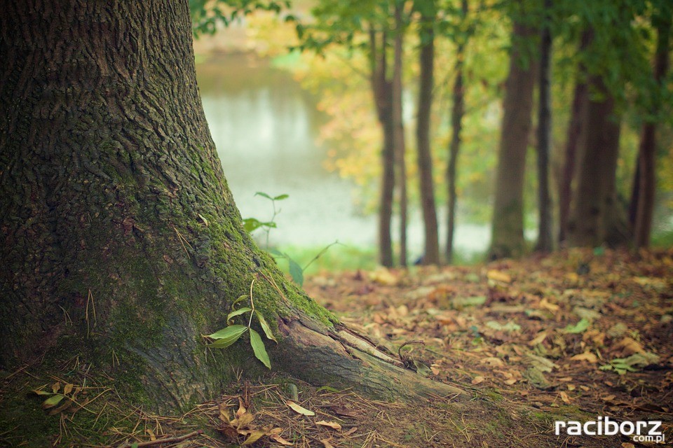 Posadzono tylko 46 drzew zamiast "800 drzew na 800 lat Raciborza"
