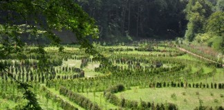 Platforma widokowa w Arboretum ma stanąć jeszcze tego lata