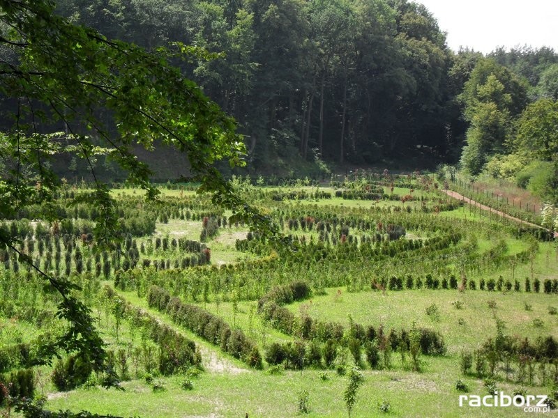 Platforma widokowa w Arboretum ma stanąć jeszcze tego lata