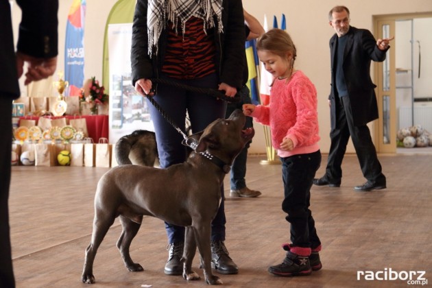 Wystawa psów w Rudy