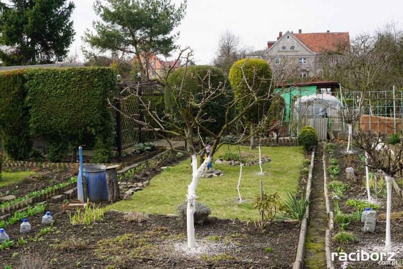 Racibórz: Urząd Miasta rozdaje dotacje dla działkowców
