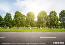 800 drzew na 800-lecie praw miejskich Raciborza