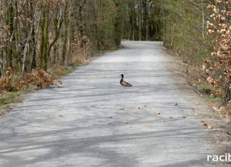 NOWE NAWIERZCHNIE ŚCIEŻEK W REZERWACIE ŁĘŻCZOK