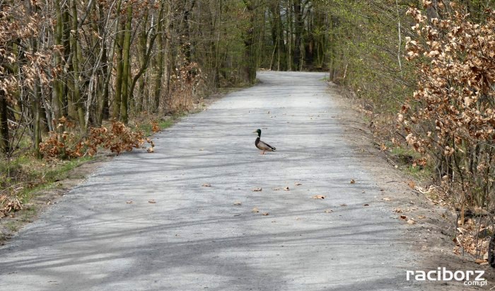 NOWE NAWIERZCHNIE ŚCIEŻEK W REZERWACIE ŁĘŻCZOK