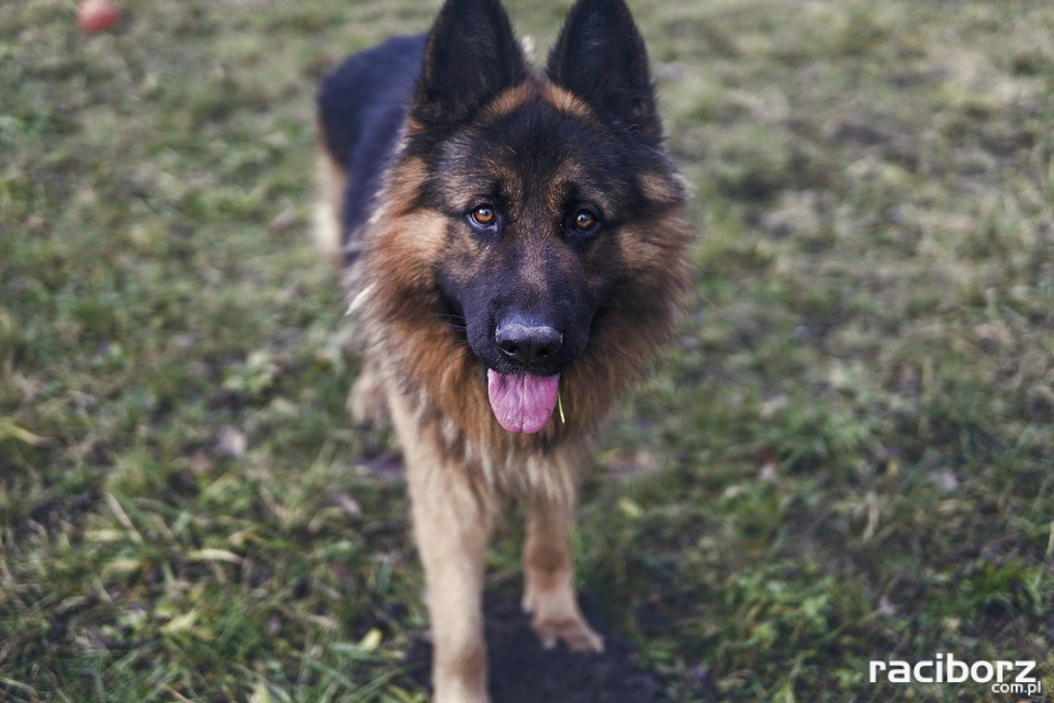 Obowiązki właścicieli czworonogów. Pogryzienie przez psa