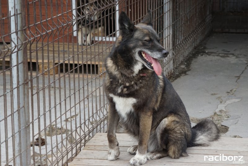 Kierownik schroniska w Raciborzu promuje świadomą adopcję psów