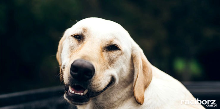 dzień_psa_koleje_slaskie