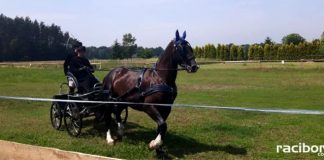 piknik konny rudy raciborskie