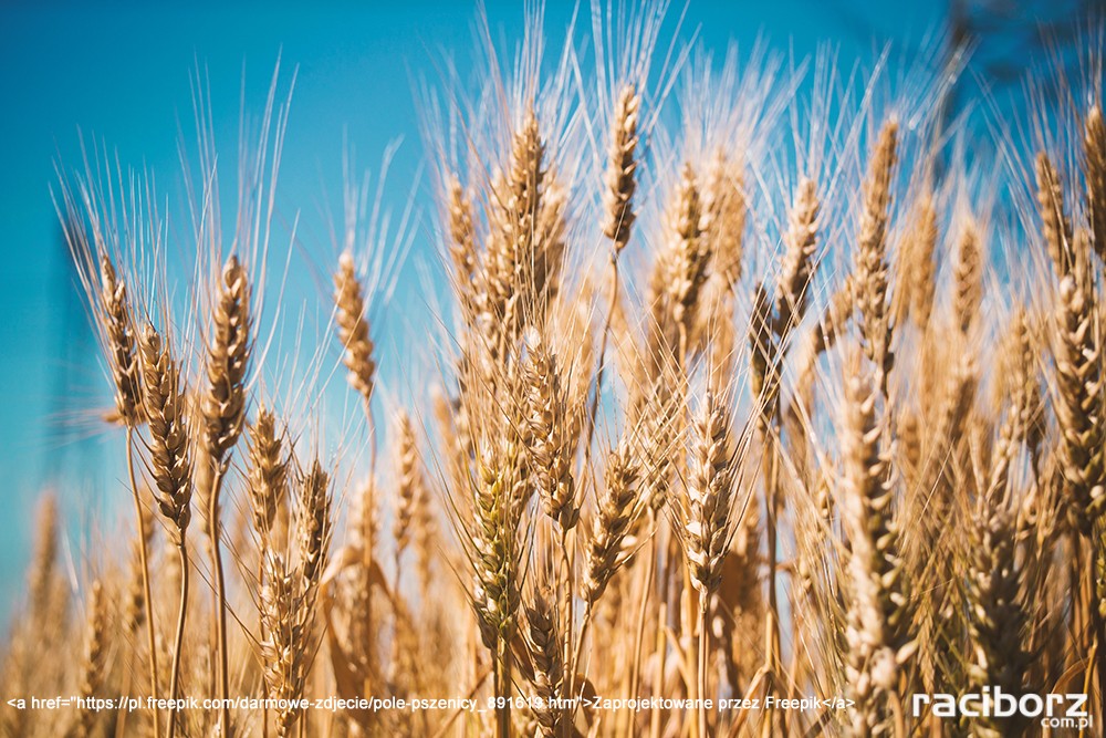 dożynki w gminie Rudnik